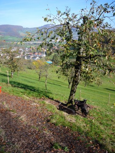 Klicken für Bild in voller Größe