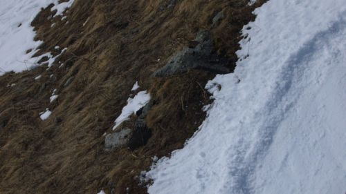LSAP-Spuren vom [url=http://www.jacomet.ch/themen/skilift/album/displayimage.php?pos=-2853]Constam-Lift[/url]?
