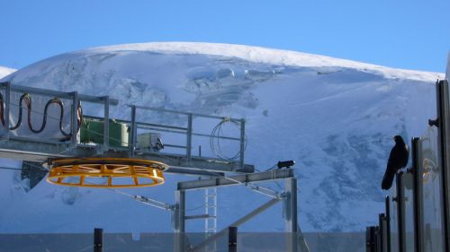 Freche Bergdohle auf Futtersuche, Bergstation Testa-Lift
