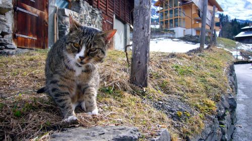 Schöne Begegnung auf dem Weg ins Dorf: Dieser treue Wegelagerer lebt noch, unglaublich - im Herbst 2007 war der Kumpel ziemlich abgekämpft und verletzt
