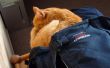 20080329-sedrun-00343.jpg