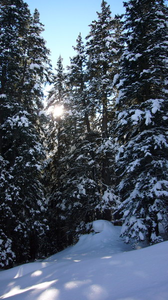 7. Dezember 2008
