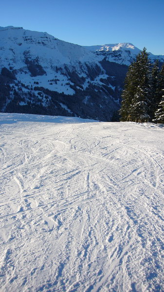 7. Dezember 2008
