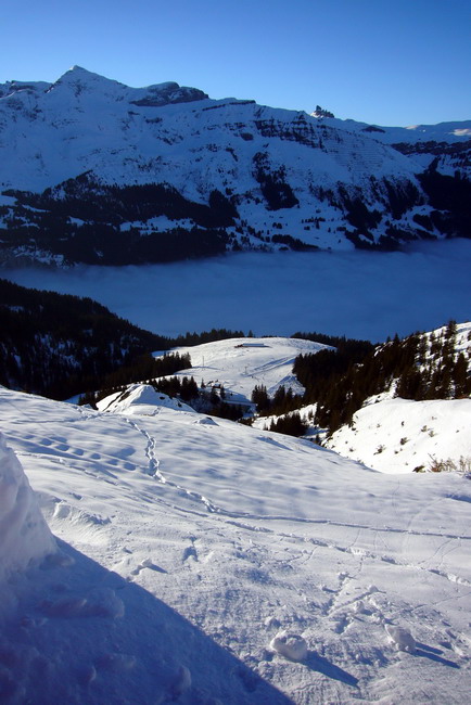31. Januar 2009
