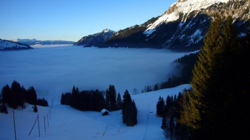 31. Januar 2009
