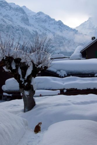 Auch Nachbarskater Moustache hat Freude am Schnee
