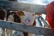 20100127-wiriehorn-8362.jpg