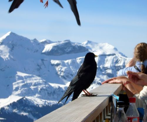 Bergdohlen zu Besuch auf der Eigergletscher-Terrasse
