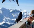 20100319-wengen-0103.jpg