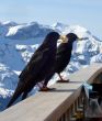 20100319-wengen-0104.jpg