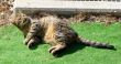 20100324-wengen_0181.jpg