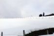 20100301-e-gurnigel-552.jpg