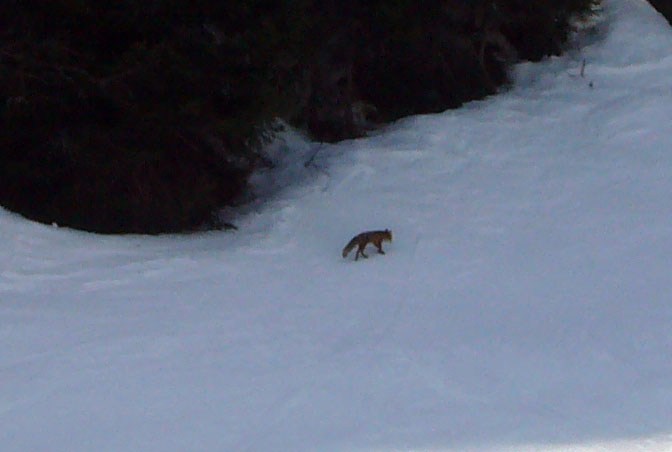 Ein Fuchs auf der Piste...
