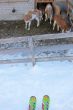 20110210-a-wiriehorn-2729.jpg