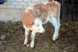 20110210-a-wiriehorn-2730.jpg