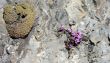 20110421-engelberg-4023.jpg