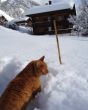 Dateiname=20120125-sedrun-1777.jpg
Dateigröße=162KB
Abmessungen: 644x800
hinzugefügt am: 29. Januar 2012 20120125-sedrun-1777.jpg