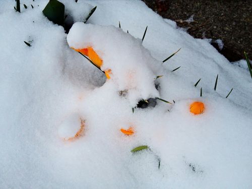 Unser Garten in Bern am Morgen des 27.3.2013 - vor einem Jahr sah das ganz anders aus
