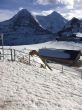 20150110-wengen-4426.jpg