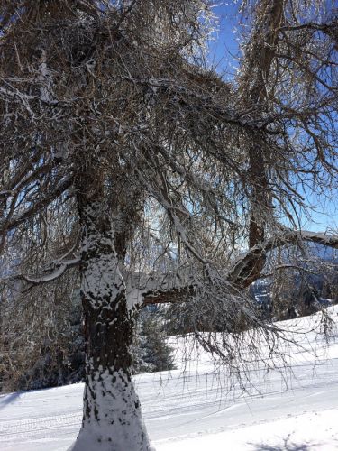 Lenzerheide, 26. Januar 2015
