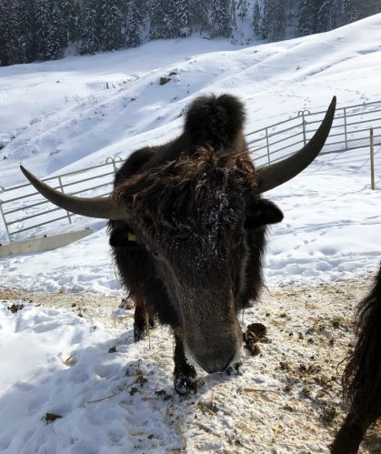 20180228-schwarzsee-1025.jpg