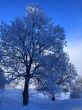 Dateiname=20211222-aeschiallmend-6496.jpg
Dateigröße=713KB
Abmessungen: 1200x1600
hinzugefügt am: 22. Dezember 2021 20211222-aeschiallmend-6496.jpg