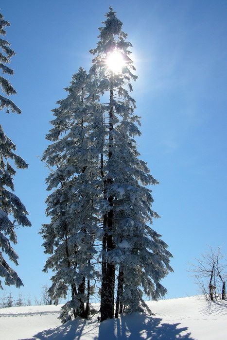 19. Februar 2009
