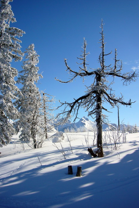 19. Februar 2009
