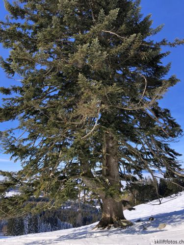 20190206-gibloux-116.jpg