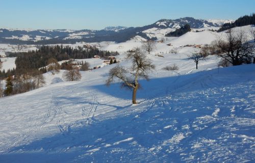 23. Januar 2017
