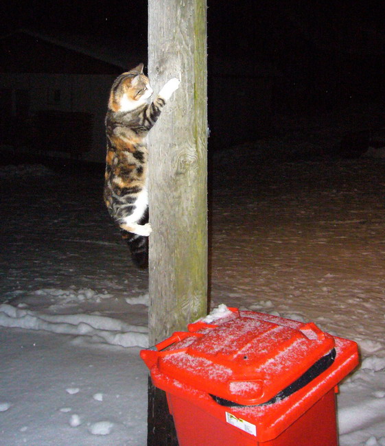 Netter Empfang: Die Skilift-Parkplatzkatze macht Kunststücke für die trotz des Wetters zahlreich erschienenen Gäste
