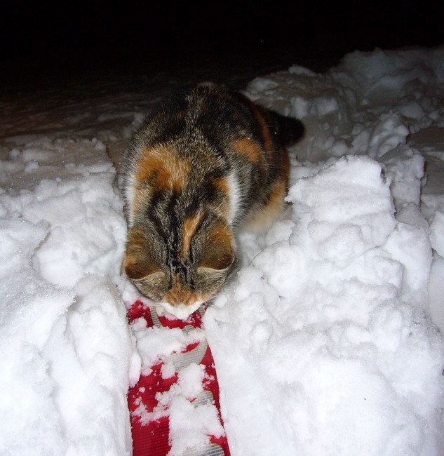 Eine Katze, die Schnee liebt: Skis, die unter dem Schnee herumrutschen...
