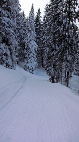 Nun gehts zur Waldschneise 1 (Piste zum Parkplatz)
