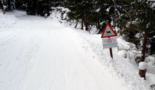Achtung Kühe!
