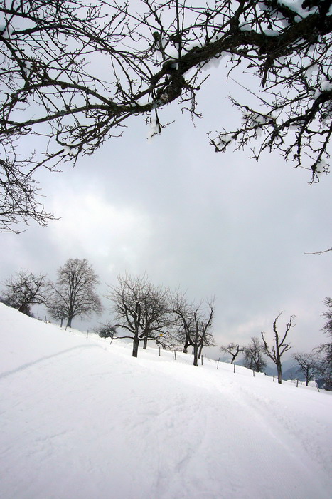 Skifahren zwischen Obstbäumen ist cool
