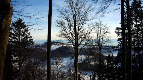 Alpenblick durch die Bäume
