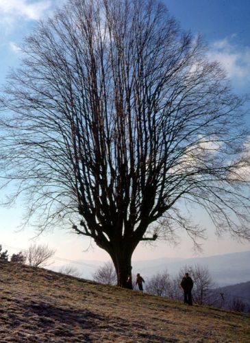 Sissacher Fluh, Januar 1976 - Dieser Pony-Lift stand bis etwa Ende der 1970er Jahre dort
