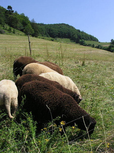 Juli 2005
