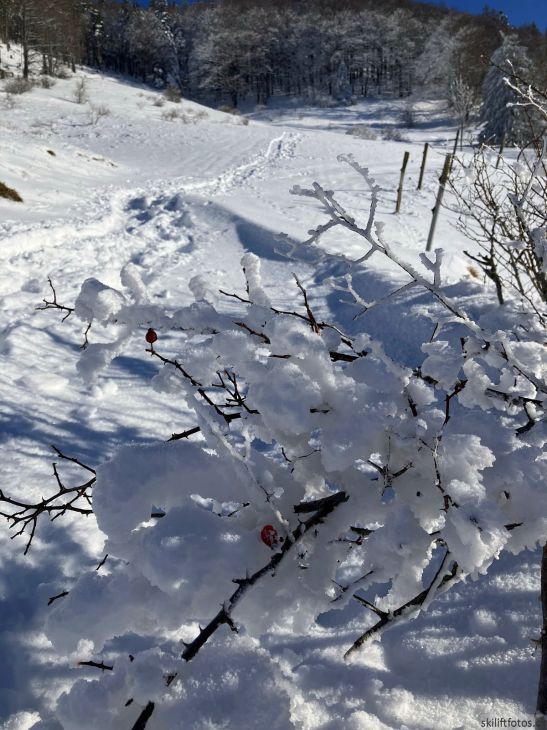 Bereich Ex-Skilift Chellenchöpfli, 12. Januar 2024
