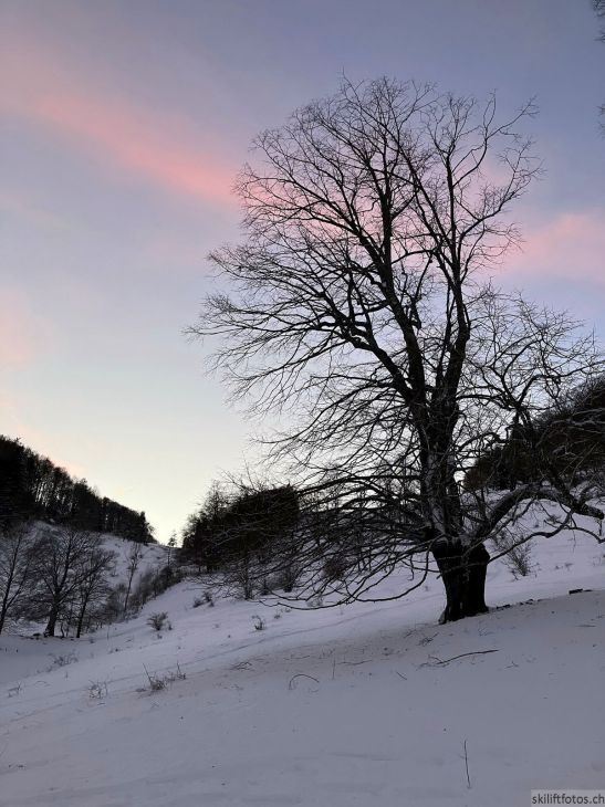 Bereich Ex-Skilift Vogelberg, 12. Januar 2024
