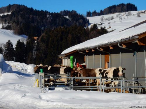 20190214-fischenthal-025.jpg