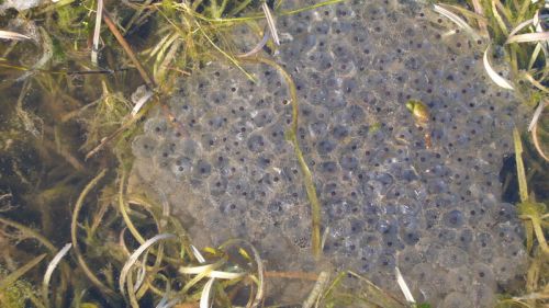 Froschlaich im erwähnten Teich
