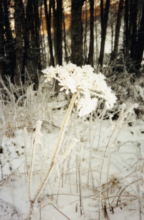 19931111-cungieri_02.jpg