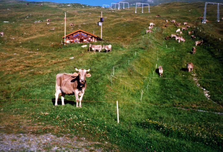 19990828-palas_01.jpg
