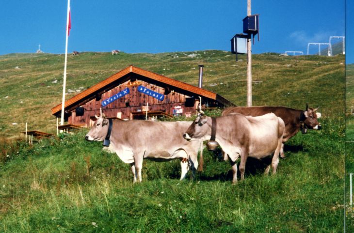 19990828-palas_03.jpg