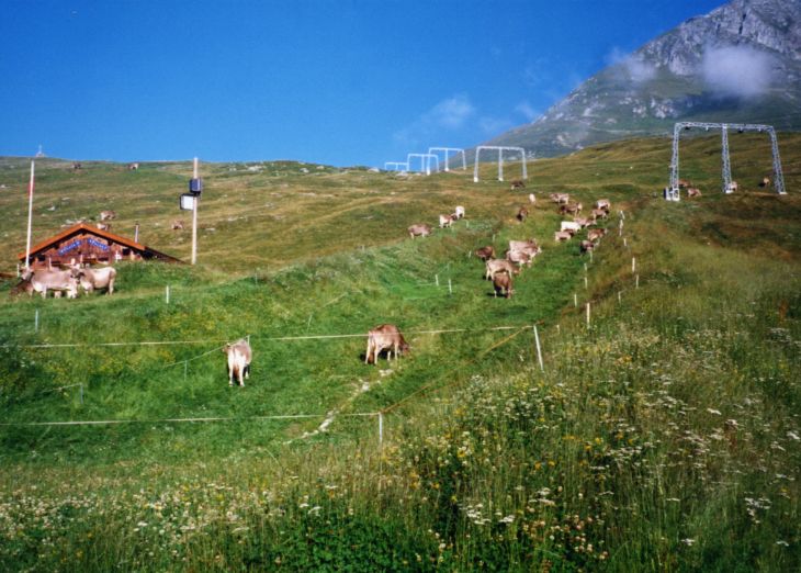 19990828-palas_04.jpg