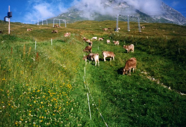 19990901-milez-kuehe-01_01.jpg