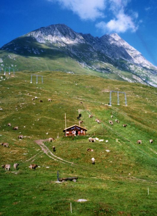 19990901-milez-kuehe-01_02.jpg