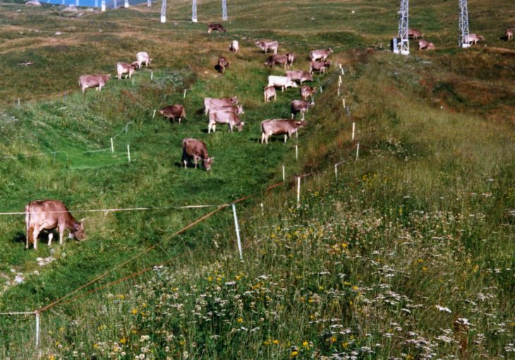 19990901-milez-kuehe-01_03.jpg