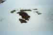 19900209-vielschnee03.jpg